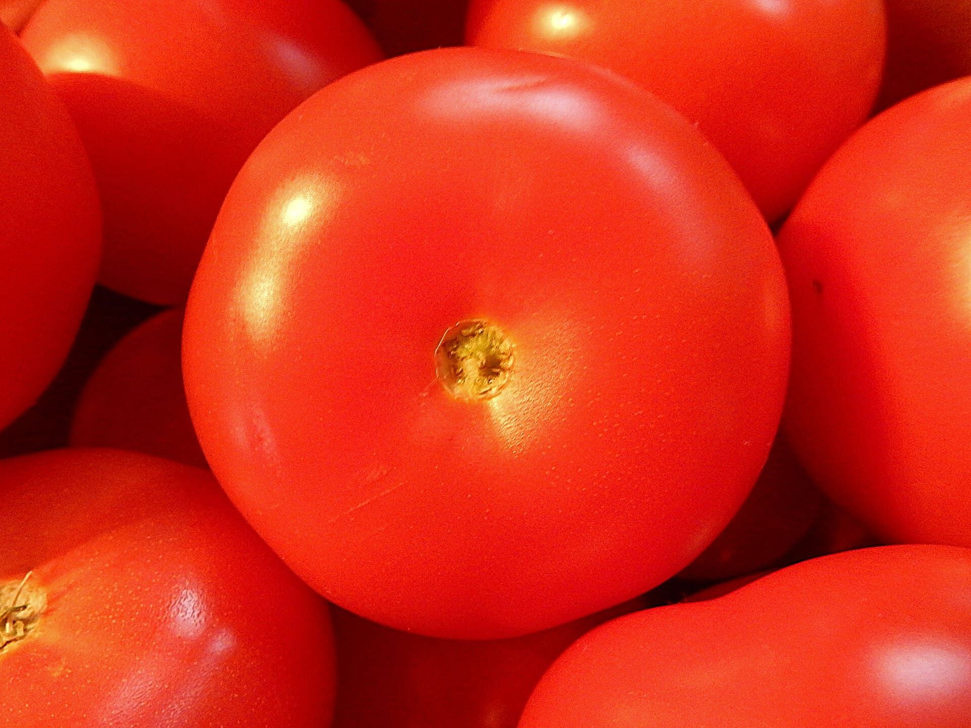 tomatoes-1436886_1920